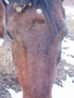 heleem with crap in his forelock.jpg